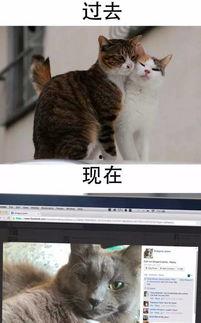 黑喵最新爆料新闻,最新爆料新闻背后的惊人真相